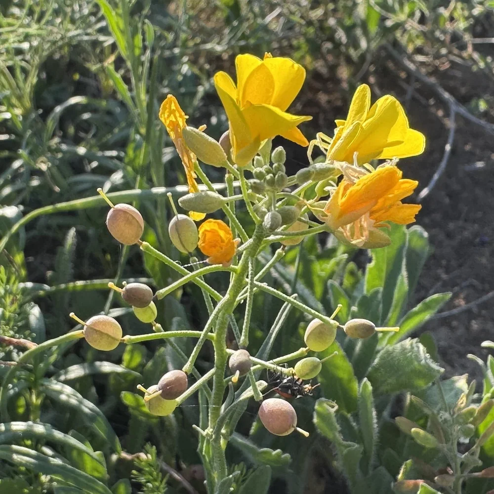   Cloth-of-Gold  ( Physaria gracilis)  is just starting to bloom on Broadcast Hill. Can you spot the spider? The Lady beetle? 