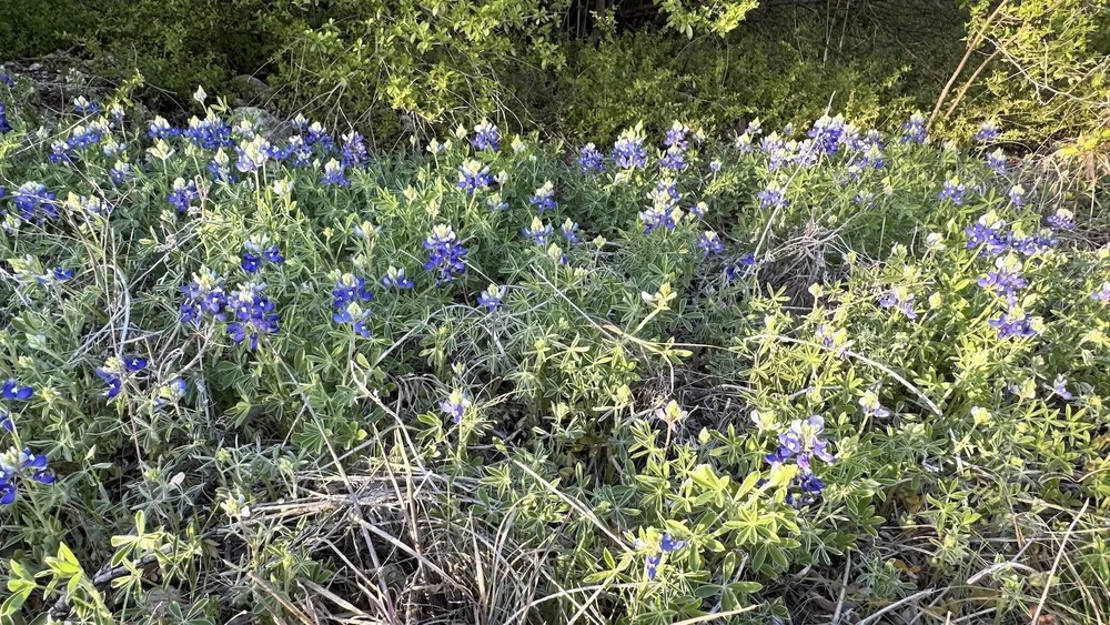   Texas Bluebonnet  ( Lupinus texensis).  Rarely seen at Tandy Hills, but found on Broadcast Hill. Probably planted by Amon Carter many decades ago. 