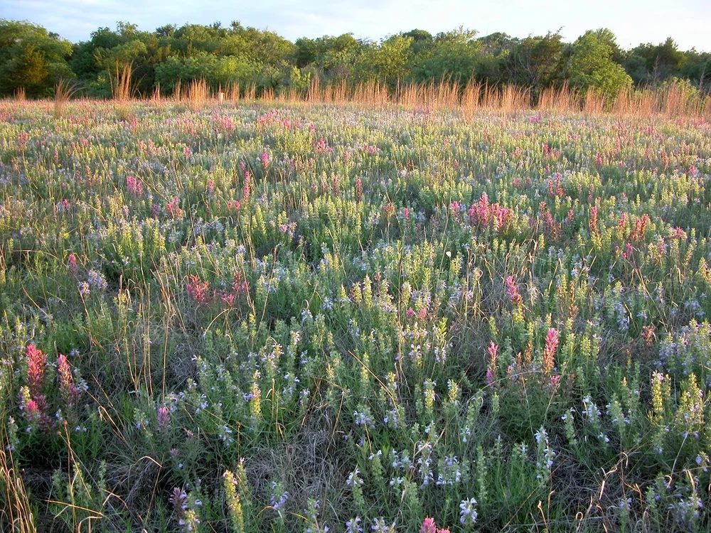   Engelmann’s Sage  &amp;  Purple Paintbrush,  framed by Little Bluestem grass .  