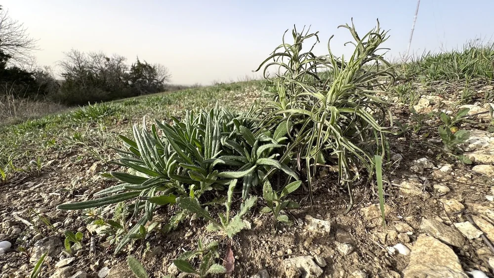   Engelmann’s Sage  &amp;  Purple Paintbrush, 2025, post-burn.  