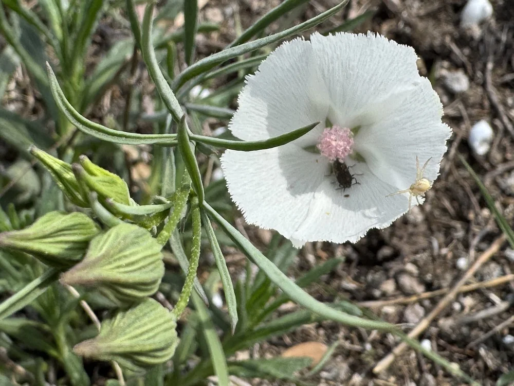   Palmleaf Winecup  ( Callirhoe pedata)  