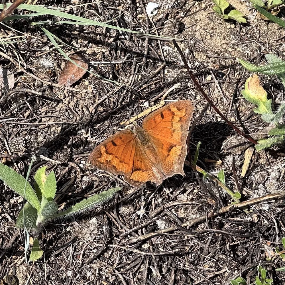   Goatweed Leafwing Butterfly  ( Anaea andria)  