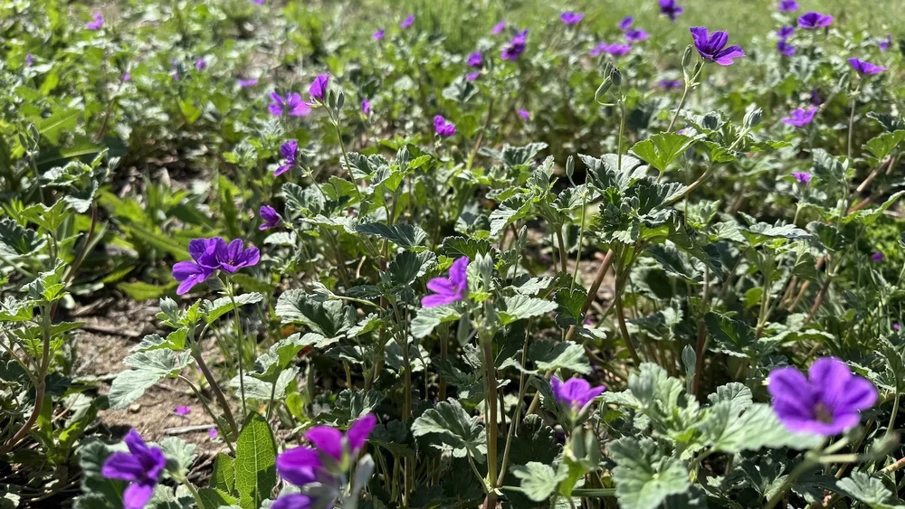   Texas Stork's Bill  ( Erodium texanum)  
