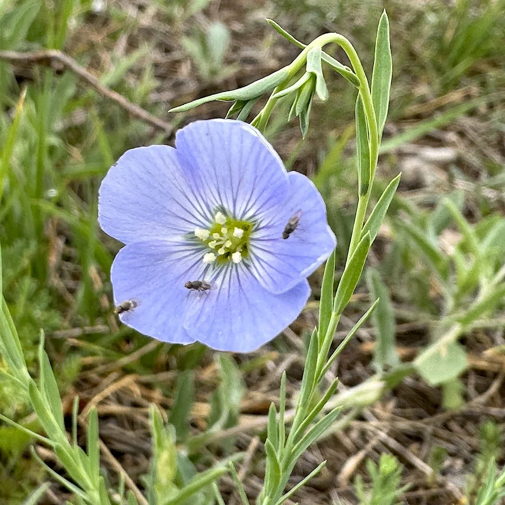   Meadow Flax  ( Linum pratense)  