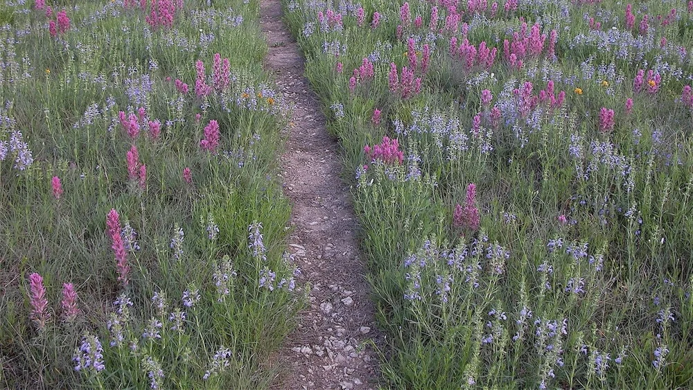   Engelmann’s Sage  &amp;  Purple Paintbrush, 2006  