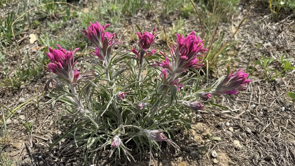   Purple Paintbrush  (Castilleja purpurea) 
