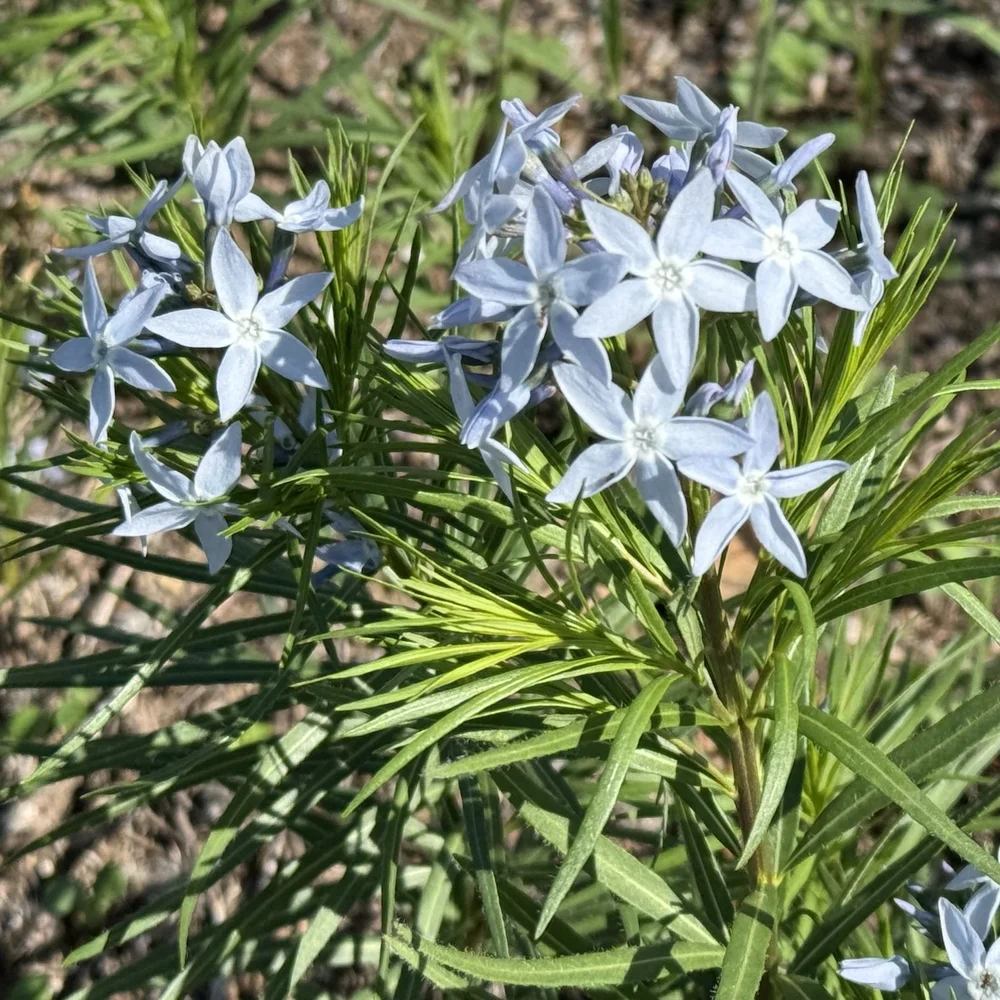   Fringed Bluestar  (Amsonia ciliata) 