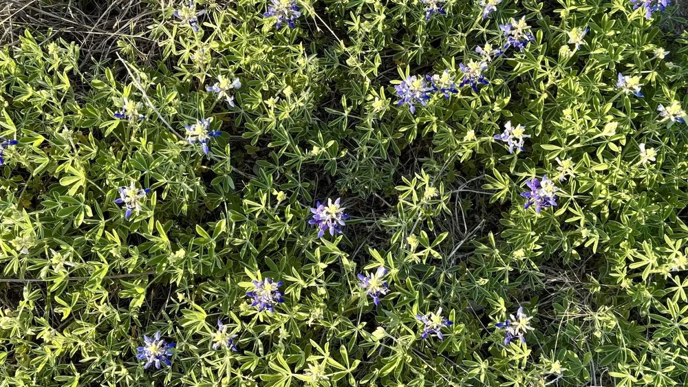   Texas Bluebonnet  ( Lupinus texensis).  