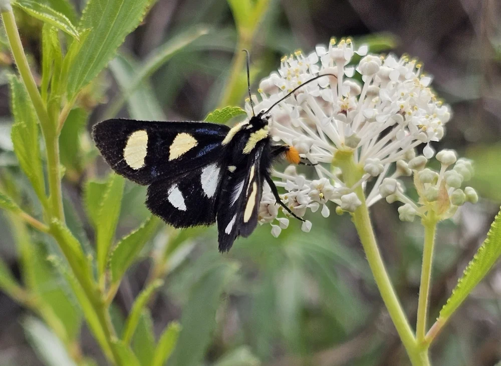   Eight-spotted Forester Moth  ( Alypia octomaculata ). Photo by, dean257. 