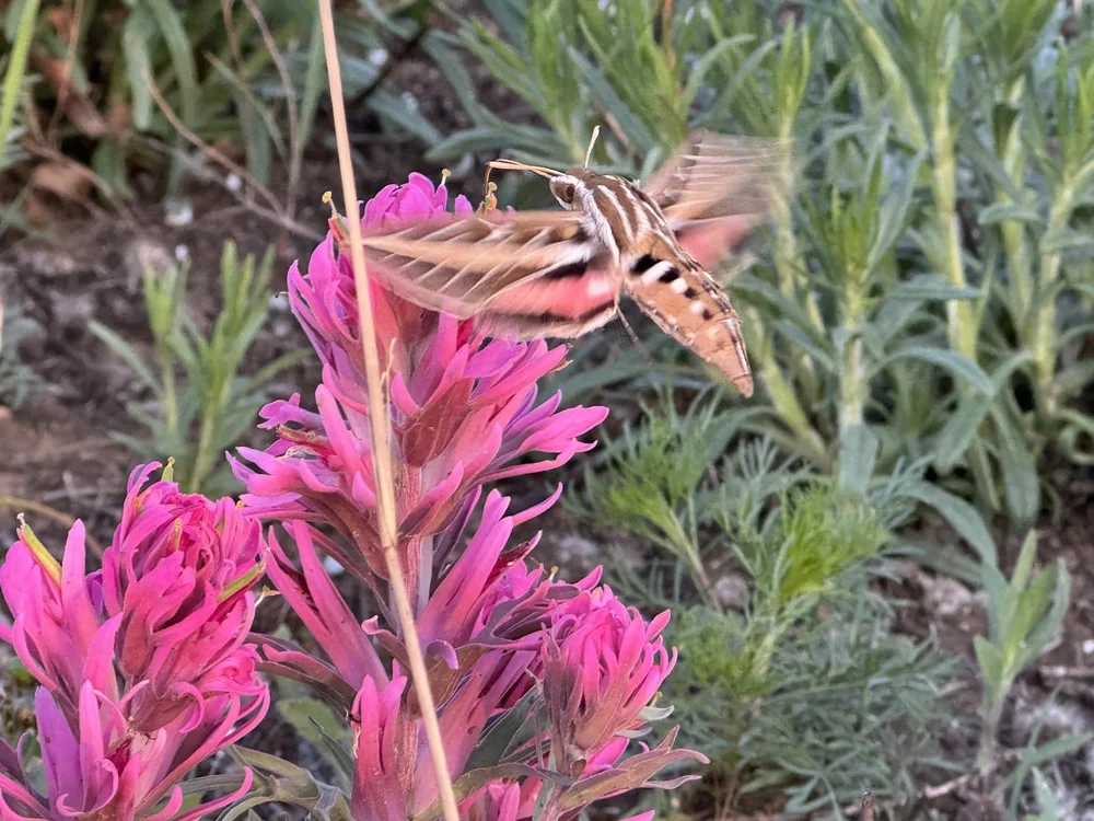   White-lined Sphinx Moth  