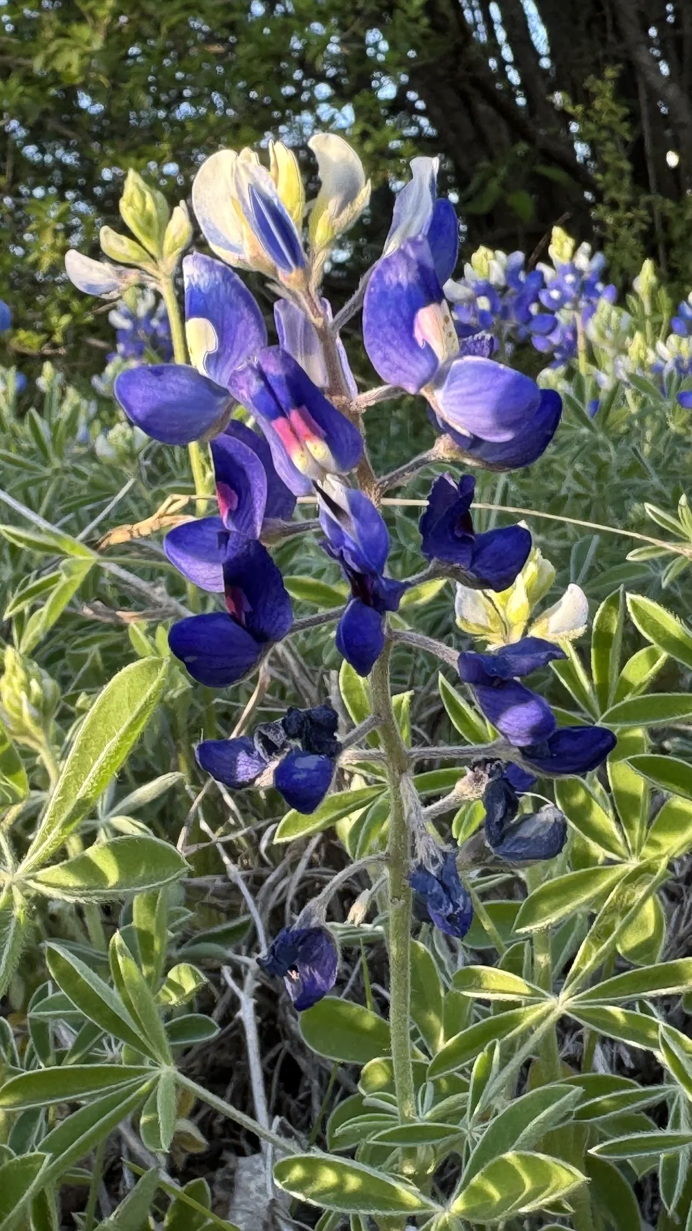   Texas Bluebonnet  growing on Broadcast Hill 