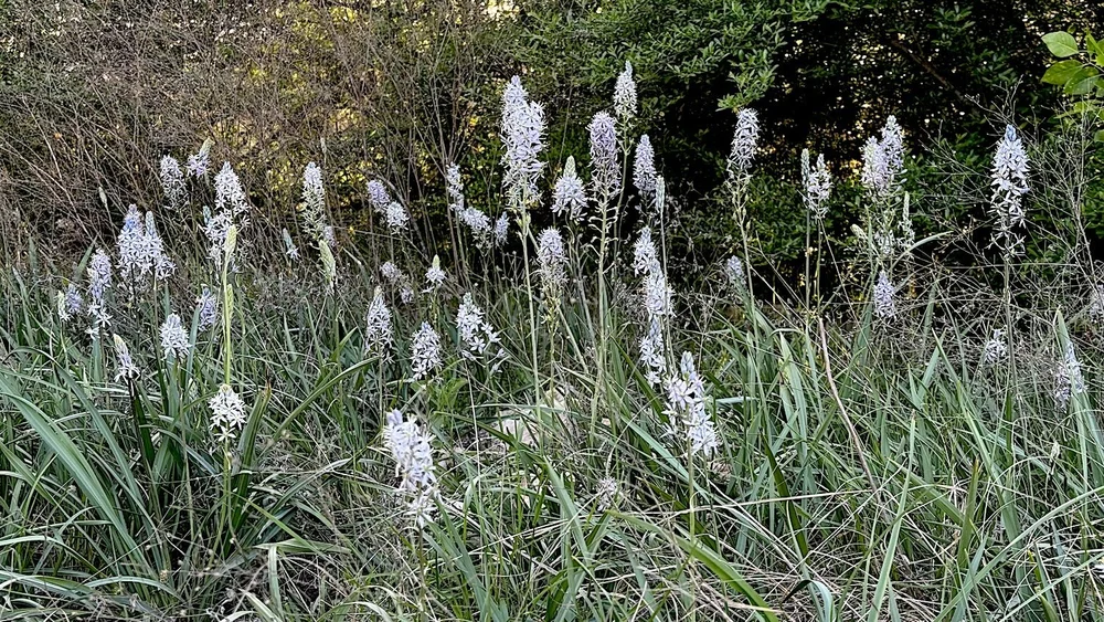   Atlantic Camas  ( Camassia scilloides)  aka: Wild Hyacinth 