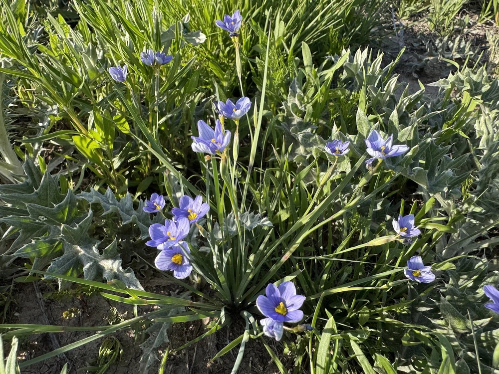   Sword-leaf Blue-eyed  Grass ( Sisyrinchium ensigerum)  