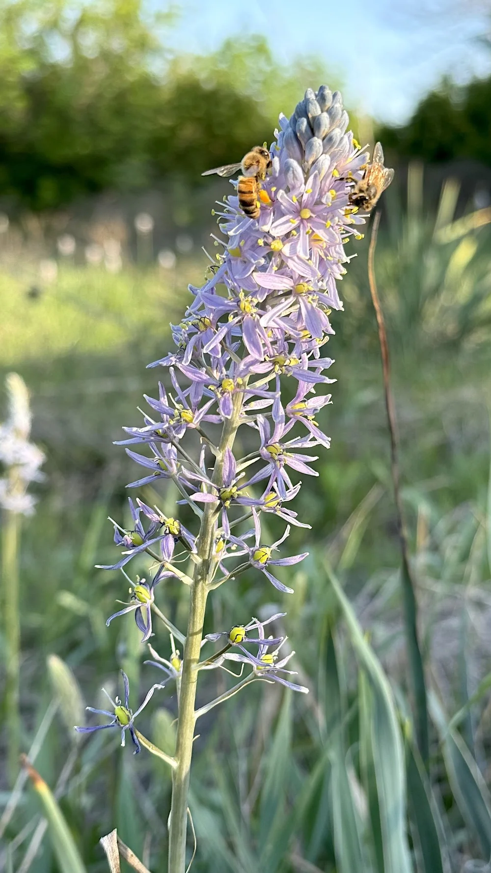  Wild Hyacinth is a pollinator magnet. 