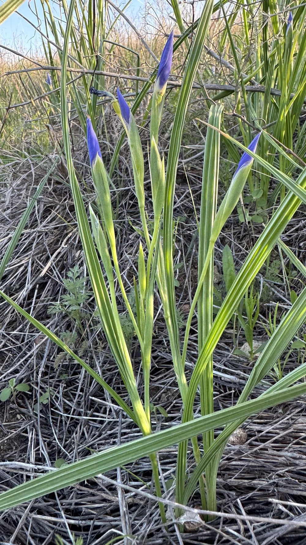  The young buds of  Prairie Pleatleaf  ( Nemastylis geminiflora)  resemble wet paint brushes. Aka: Prairie Celestial    