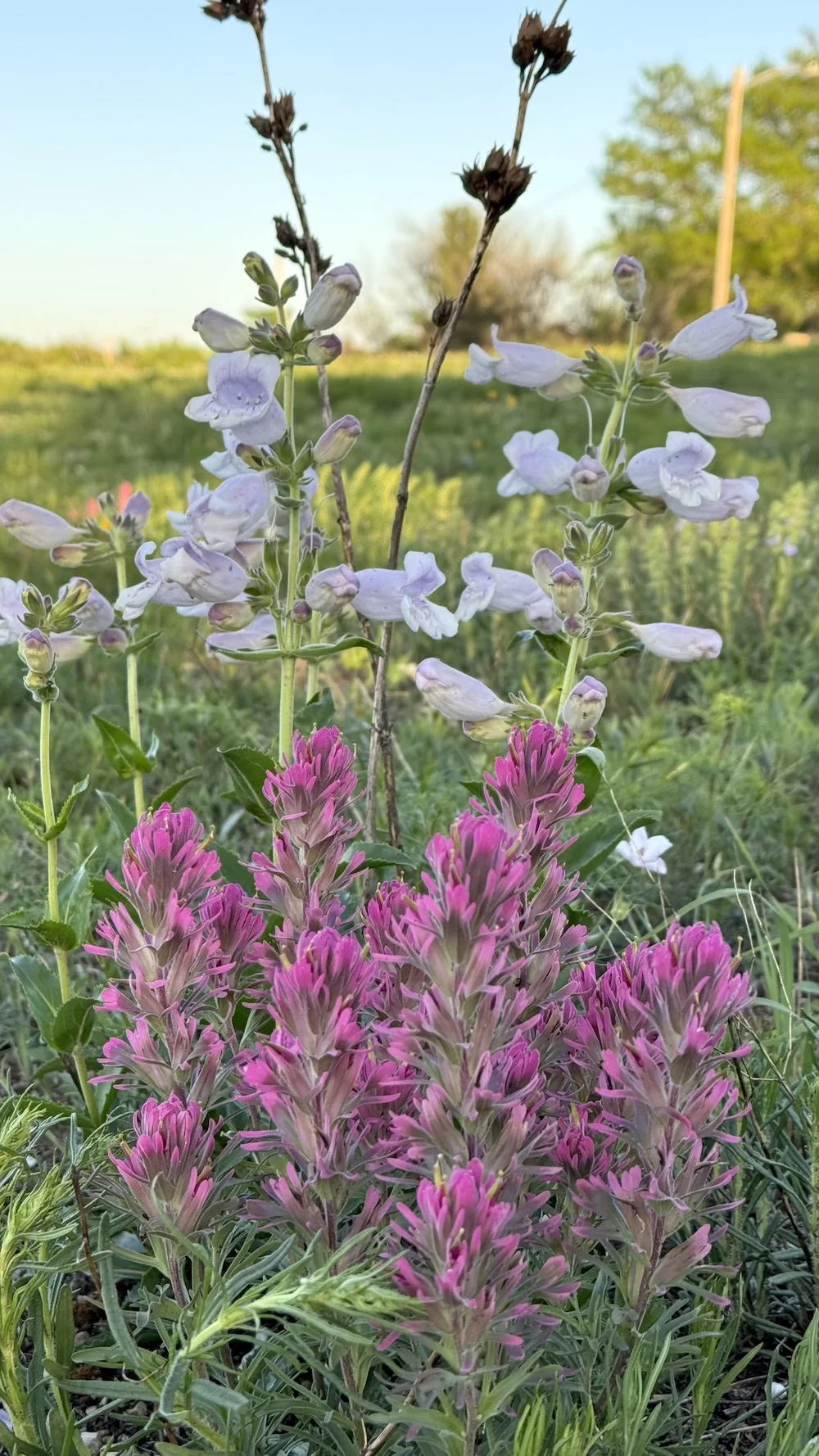   Cobaea Beardtongue  ( Penstemon cobaea)  and  Purple Paintbrush  ( Castilleja purpurea ) pairing up in April. 