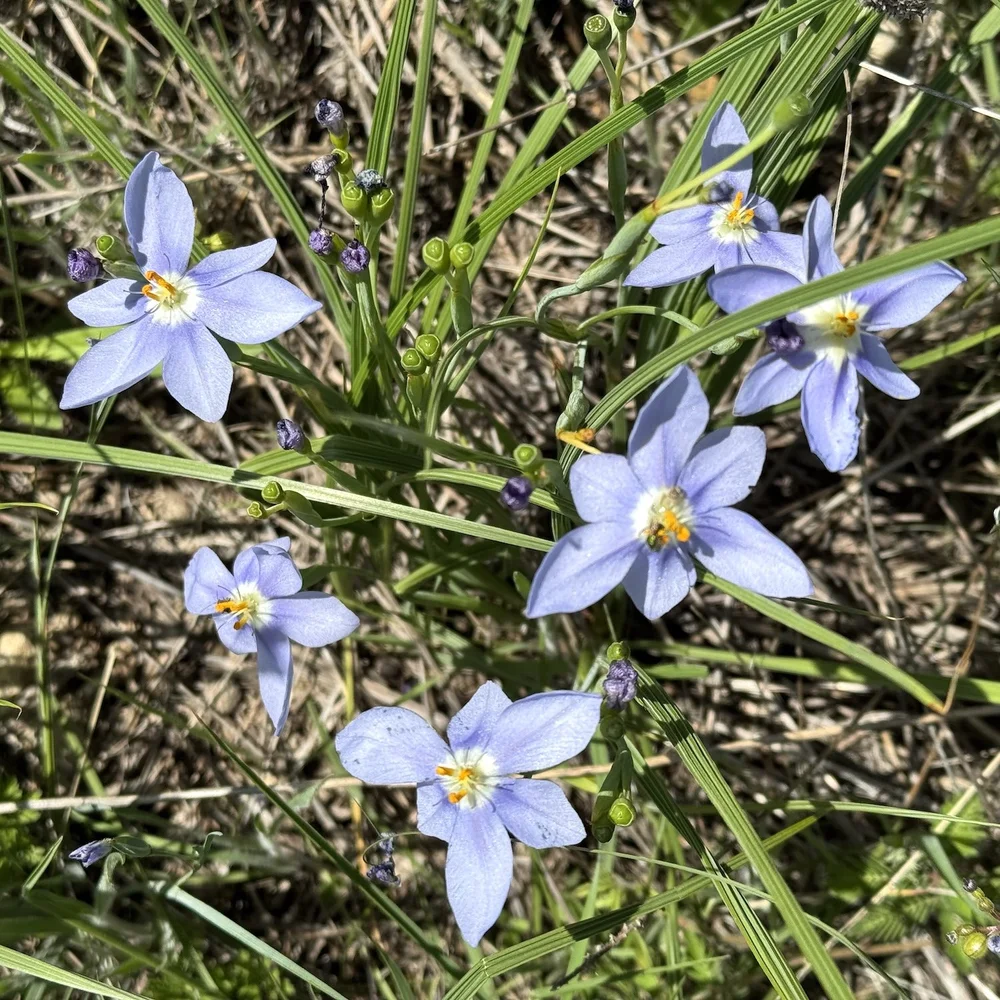   Prairie Pleatleaf  ( Nemastylis geminiflora)  did not disapponit this year. 