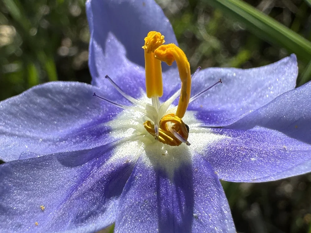   Prairie Pleatleaf  ( Nemastylis geminiflora)  