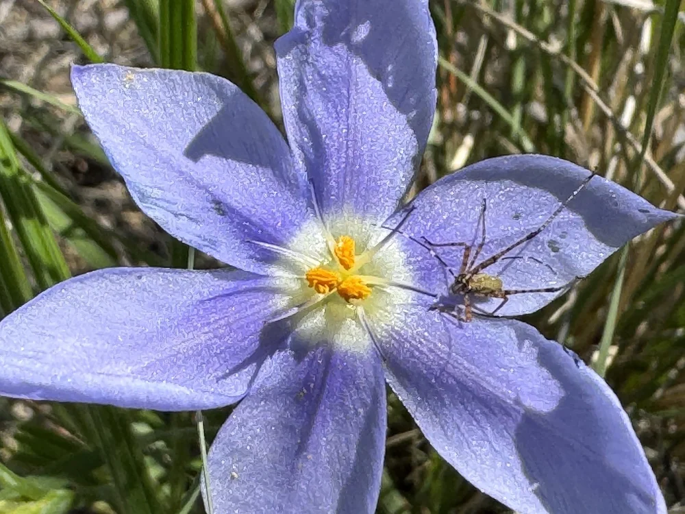   Prairie Pleatleaf  ( Nemastylis geminiflora)  