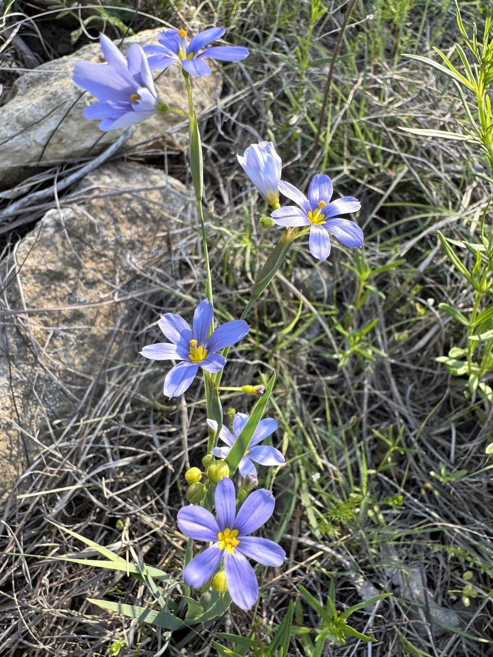   Sword-leaf Blue-eyed  Grass ( Sisyrinchium ensigerum)  