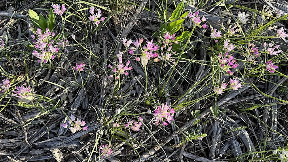   Drummond's Onion  ( Allium drummondii)     