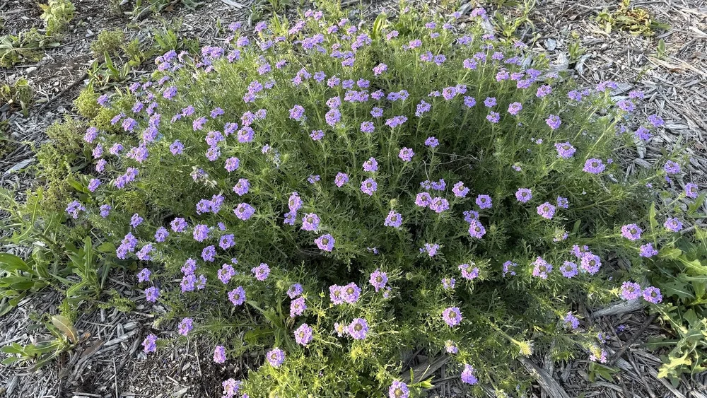  An unusually large bouquet of  Dakota Mock Vervain  ( Glandularia bipinnatifida)  