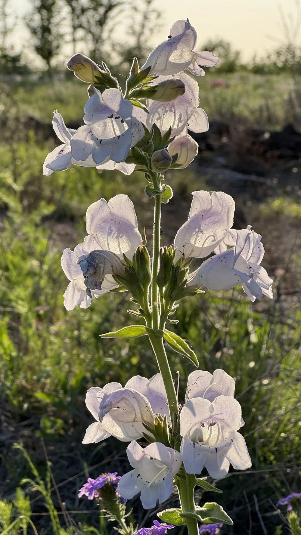   Cobaea Beardtongue  ( Penstemon cobaea)  aka: False Foxglove. 