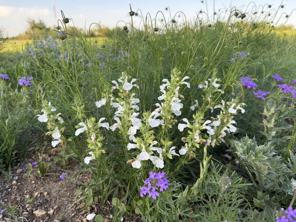  A fairly uncommon white variant of  Engelmann's Sage  ( Salvia engelmannii)  