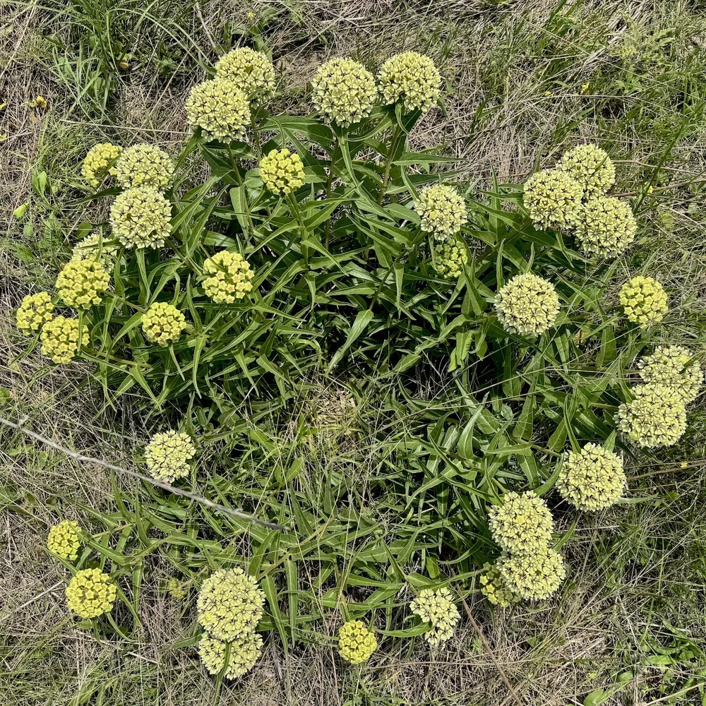  A vigorous patch of  Antelopehorn Milkweed  ( Asclepias asperula)  