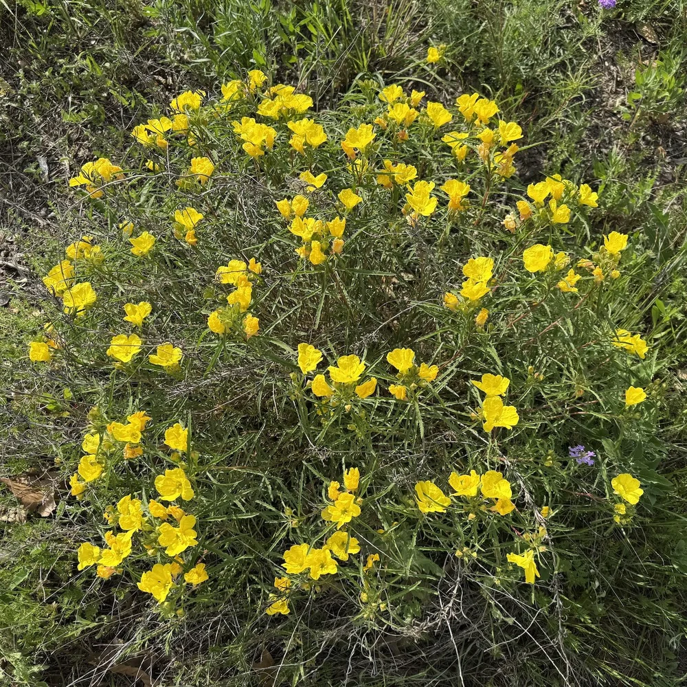  An unusually large mound of  Berlandier's Sundrops  ( Oenothera capillifolia)  