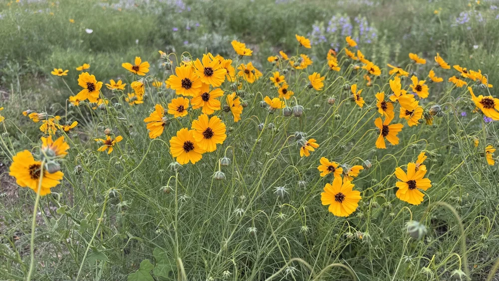   Stiff Greenthread  ( Thelesperma filifolium)  is the star of the spring 2025 prairie. 