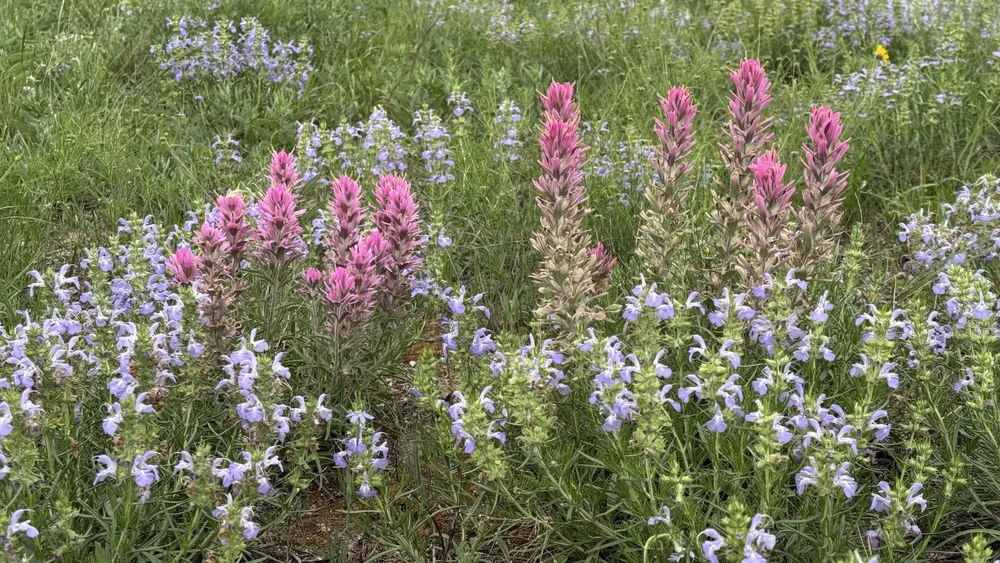  The “classic” mix of  Engelmann’s Sage  and  Purple Paintbrush  in mid-April. 