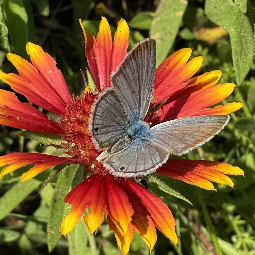   Reakirt's Blue  ( Echinargus isola)  