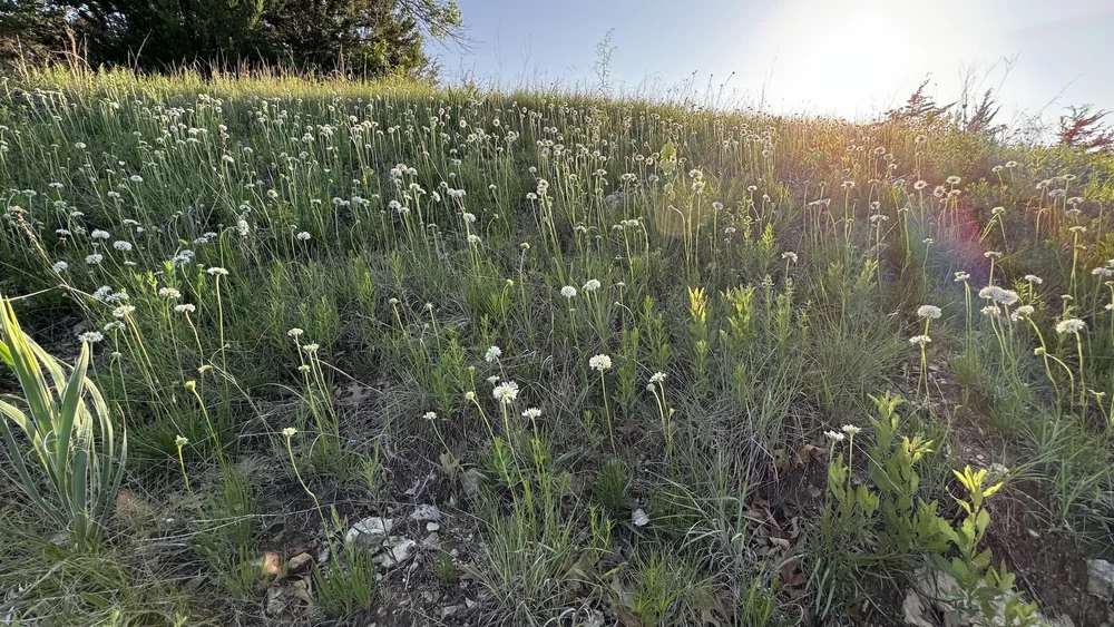  The  Barbara's-Buttons  ( Marshallia caespitosa)  occupying BB Hill, are a marvel of nature. 