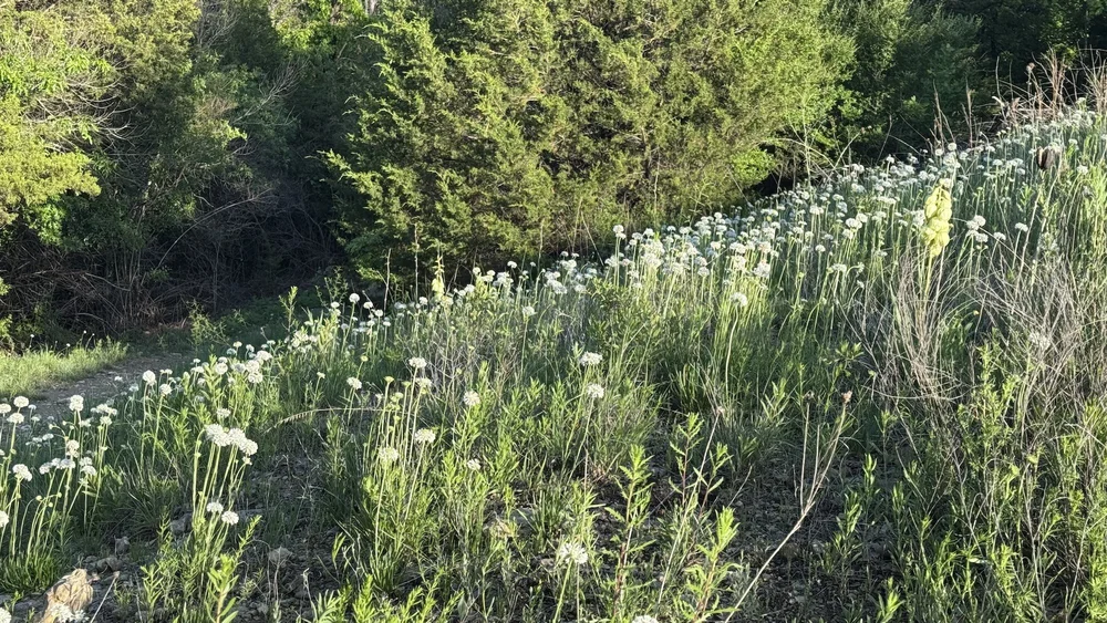   Barbara's-Buttons  ( Marshallia caespitosa)  