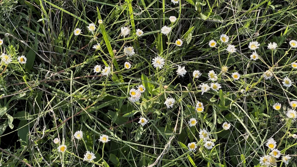   Daisy Fleabane  ( Erigeron strigosus)     