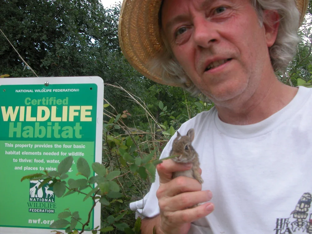  In 2009, I discovered a herd of Cottontail Rabbits in my front yard, just steps from Tandy Hills. 