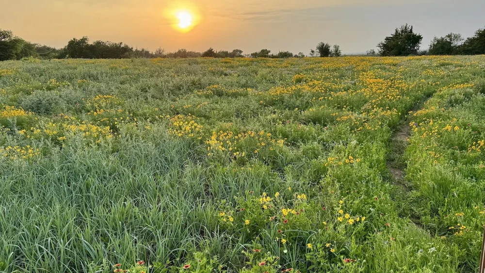 Looking across the  Iconic Meadow  and into the sunset on April 27th. 