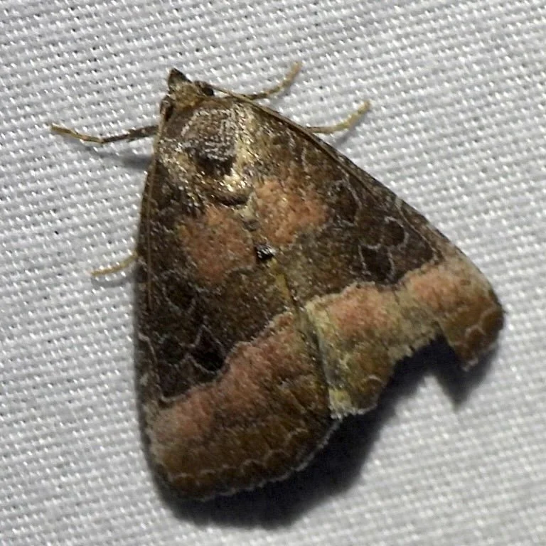   Common Pinkband Moth  ( Ogdoconta cinereola ). Photo by,  Sam Kieschnick  