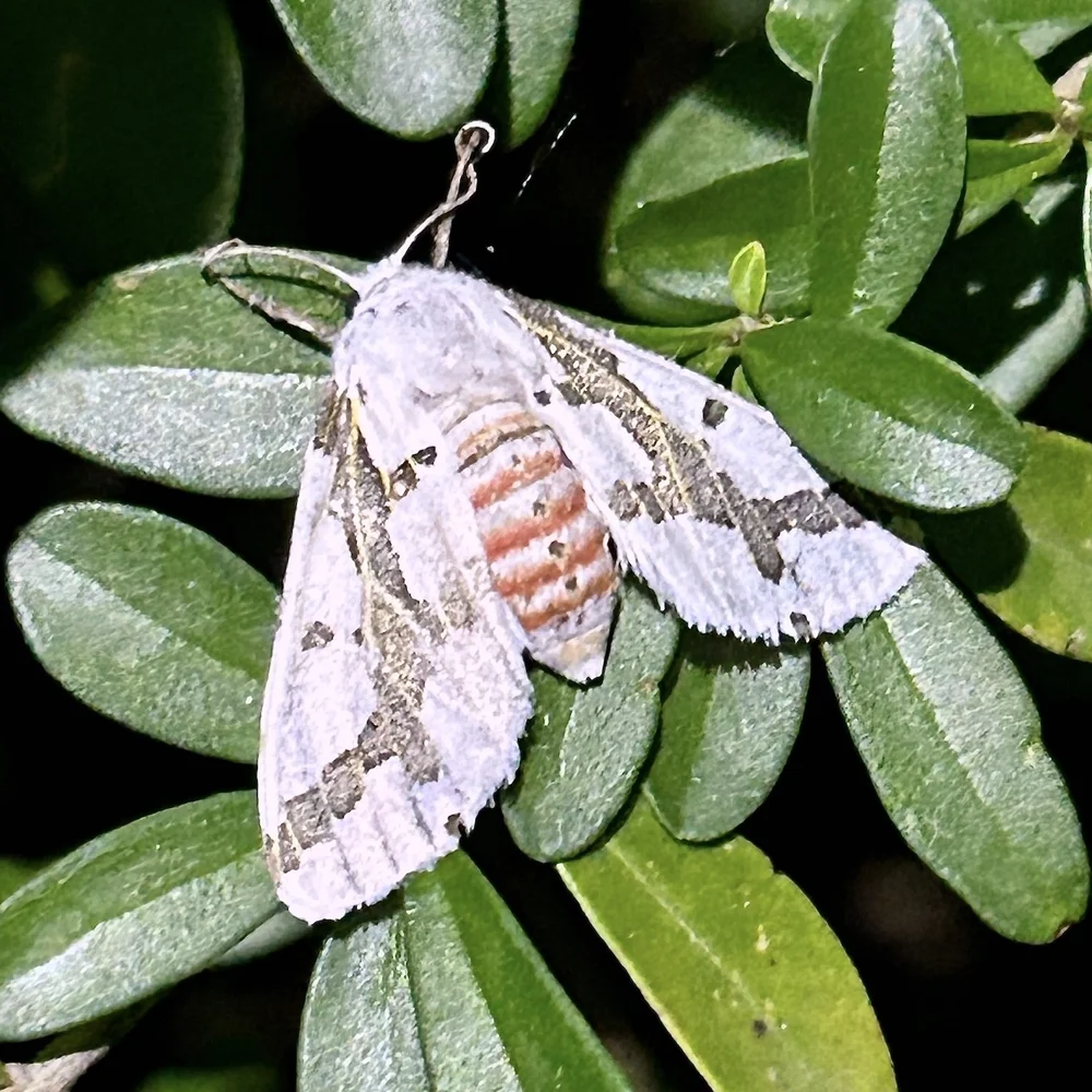   Red-tailed Specter Moth  ( Euerythra phasma ). Photo by, jblinde 