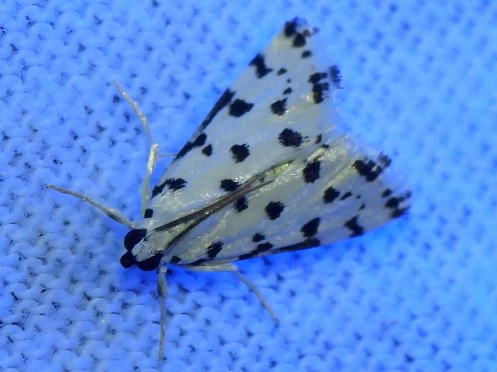   Spotted Peppergrass Moth  (Eustixia pupula). Photo by, Sam Kieschnick 