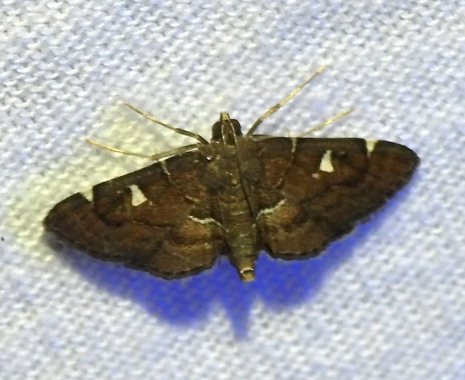   Victorian Lamplighter Moth  ( Lamprosema victoriae ). Photo by, Sam Kieschnick 