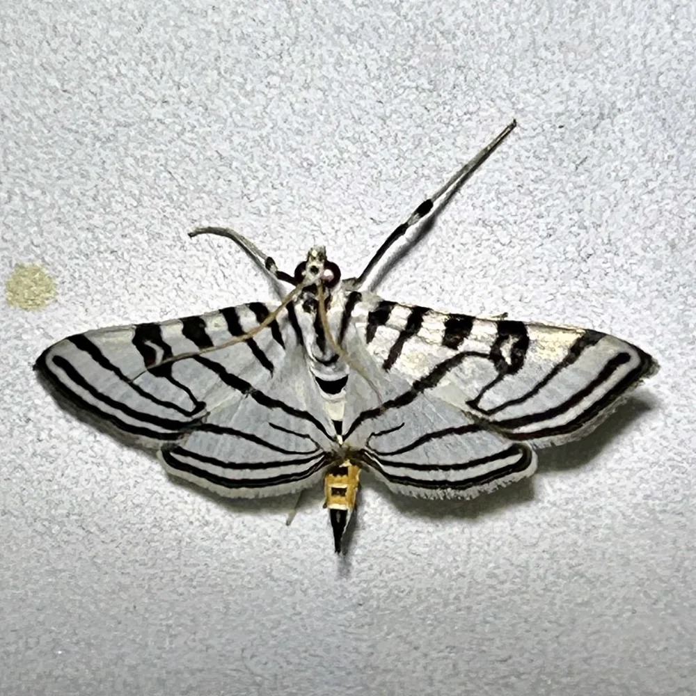   Zebra Conchylodes Moth  ( Conchylodes ovulalis ). Photo by, jblinde. 