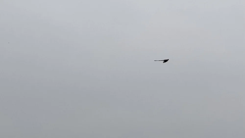  A  Scissor-tailed Flycatcher  zipping across the hills in early April. 