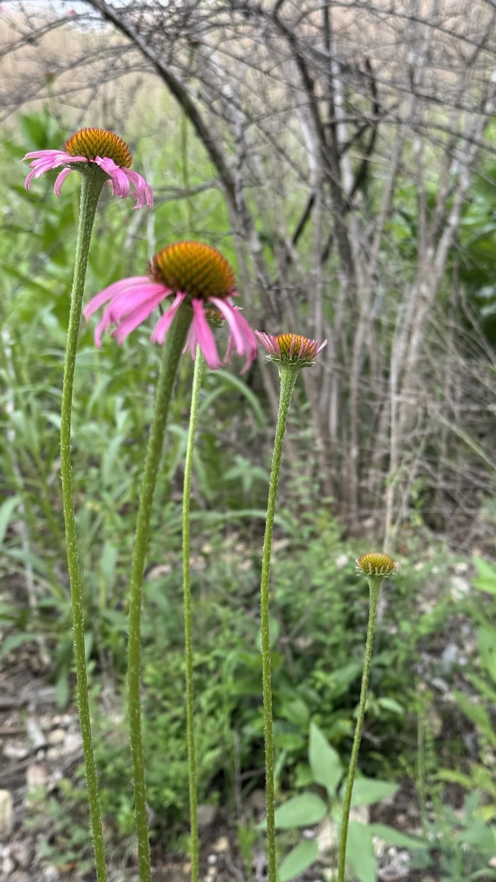   Narrow-leaved Purple Coneflowers  ( Echinacea angustifolia)  are popping up all over the park. 