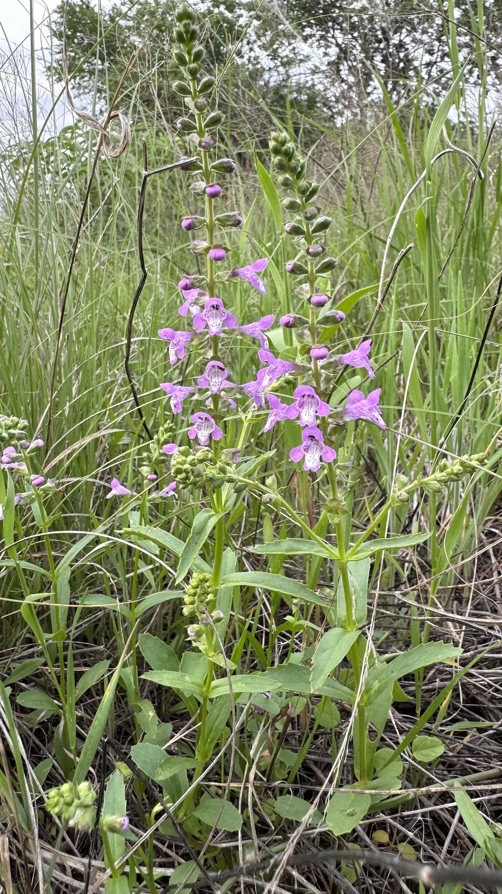  Prairie Brazoria  Warnockia scutellarioides)  is one of the many understory wildflowers blooming now. 