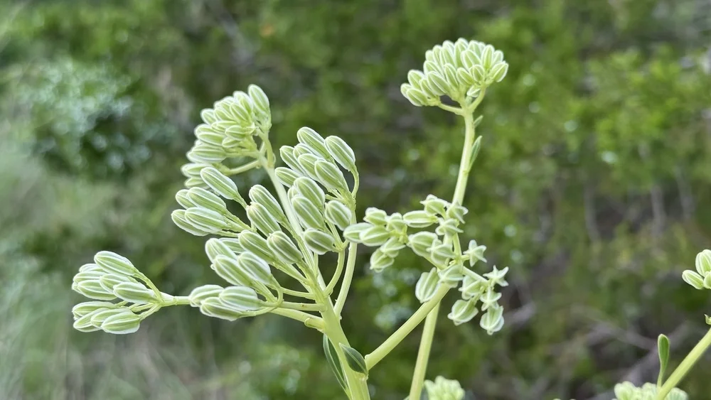   Prairie Indian Plantain  ( Arnoglossum plantagineum)     
