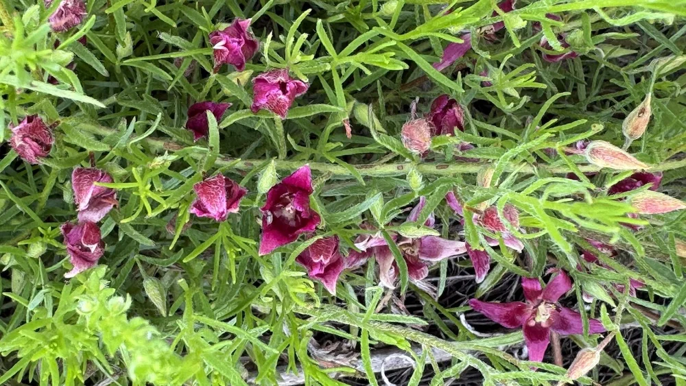   Trailing Rhatany   Krameria lanceolata)  snakes through the grasses and has a spicy aroma. 