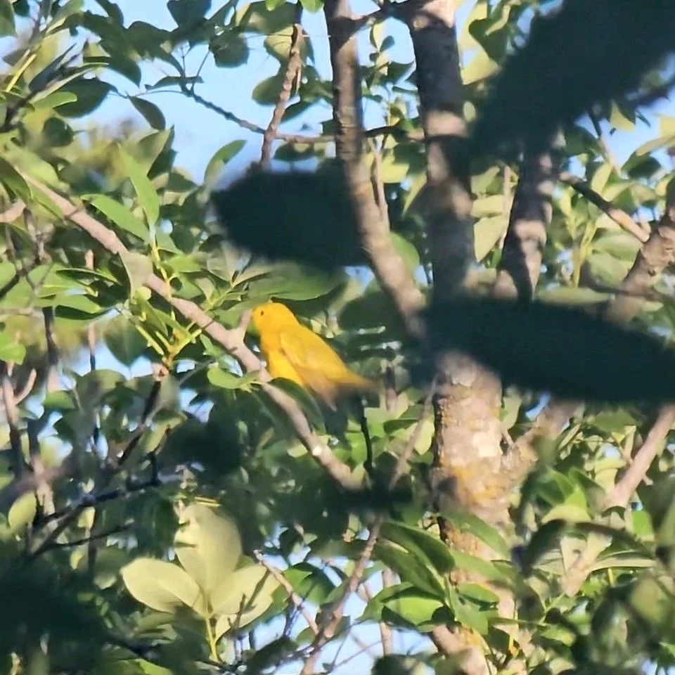   Yellow Warbler  ( Setophaga petechia ). Photo by, Iriebe. 