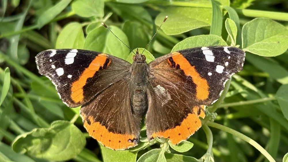  A handsome example of a  Red Admiral Butterfly   (Vanessa atalanta).  
